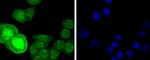 Phospho-HSF1 (Ser326) Antibody in Immunocytochemistry (ICC/IF)