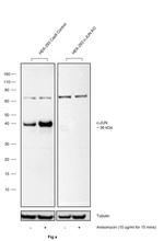 Phospho-c-Jun (Ser63) Antibody