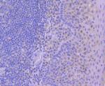 Phospho-c-Jun (Ser63) Antibody in Immunohistochemistry (Paraffin) (IHC (P))