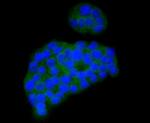 CaMKII Pan Antibody in Immunocytochemistry (ICC/IF)