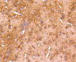 CaMKII Pan Antibody in Immunohistochemistry (Paraffin) (IHC (P))