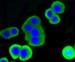 Lysozyme Antibody in Immunocytochemistry (ICC/IF)