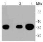 Phospho-PP2A alpha (Tyr307) Antibody in Western Blot (WB)