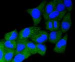 Synuclein alpha/beta Antibody in Immunocytochemistry (ICC/IF)