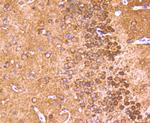 Synuclein alpha/beta Antibody in Immunohistochemistry (Paraffin) (IHC (P))