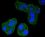 CD11a (LFA-1alpha) Antibody in Immunocytochemistry (ICC/IF)