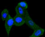 PEBP1 Antibody in Immunocytochemistry (ICC/IF)