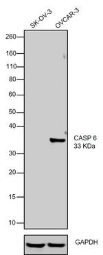 Caspase 6 Antibody