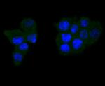 Caspase 6 Antibody in Immunocytochemistry (ICC/IF)