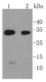 Caspase 6 Antibody in Western Blot (WB)