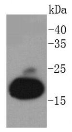 Myoglobin Antibody in Western Blot (WB)