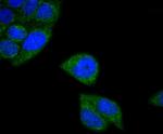 MTCO2 Antibody in Immunocytochemistry (ICC/IF)