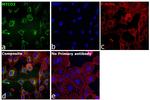 MTCO2 Antibody in Immunocytochemistry (ICC/IF)