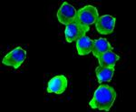 COX1 Antibody in Immunocytochemistry (ICC/IF)