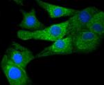 COX1 Antibody in Immunocytochemistry (ICC/IF)