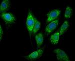 COX1 Antibody in Immunocytochemistry (ICC/IF)