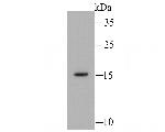 MYL2 Antibody in Western Blot (WB)