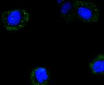 Cyclin B2 Antibody in Immunocytochemistry (ICC/IF)