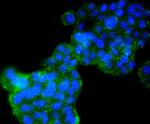 Cyclin B2 Antibody in Immunocytochemistry (ICC/IF)