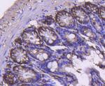 Cyclin B2 Antibody in Immunohistochemistry (Paraffin) (IHC (P))