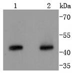 Cyclin B2 Antibody in Western Blot (WB)