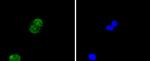 Histone H4 Antibody in Immunocytochemistry (ICC/IF)