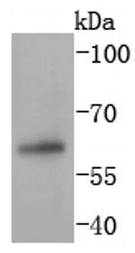 PAX7 Antibody in Western Blot (WB)