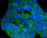 DYNLL1 Antibody in Immunocytochemistry (ICC/IF)