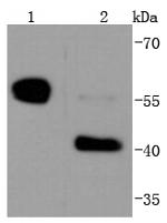 Caspase 8/p43/p18 antibody (13423-1-AP)