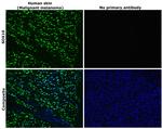 SOX10 Antibody in Immunohistochemistry (Paraffin) (IHC (P))