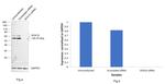 SOX10 Antibody in Western Blot (WB)