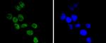 Cdc40 Antibody in Immunocytochemistry (ICC/IF)