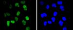 Cdc40 Antibody in Immunocytochemistry (ICC/IF)