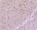 Cdc40 Antibody in Immunohistochemistry (Paraffin) (IHC (P))