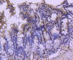 Cdc40 Antibody in Immunohistochemistry (Paraffin) (IHC (P))