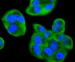 Cdc34 Antibody in Immunocytochemistry (ICC/IF)