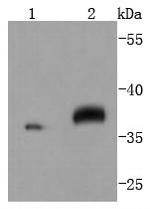 MEK3/MEK6 Antibody in Western Blot (WB)