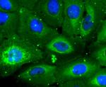 CD3d Antibody in Immunocytochemistry (ICC/IF)