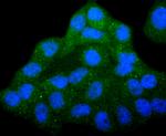 COX4 Antibody in Immunocytochemistry (ICC/IF)