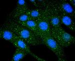 COX4 Antibody in Immunocytochemistry (ICC/IF)