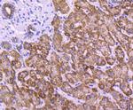 COX4 Antibody in Immunohistochemistry (Paraffin) (IHC (P))