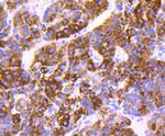 COX4 Antibody in Immunohistochemistry (Paraffin) (IHC (P))