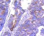 COX4 Antibody in Immunohistochemistry (Paraffin) (IHC (P))