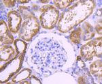 COX4 Antibody in Immunohistochemistry (Paraffin) (IHC (P))