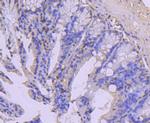 COX4 Antibody in Immunohistochemistry (Paraffin) (IHC (P))