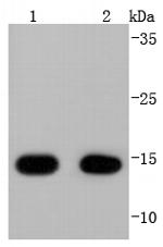 COX4 Antibody in Western Blot (WB)