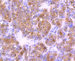 Cystatin C Antibody in Immunohistochemistry (Paraffin) (IHC (P))