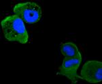 PKC delta Antibody in Immunocytochemistry (ICC/IF)