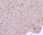 PKC delta Antibody in Immunohistochemistry (Paraffin) (IHC (P))