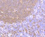 PKC delta Antibody in Immunohistochemistry (Paraffin) (IHC (P))